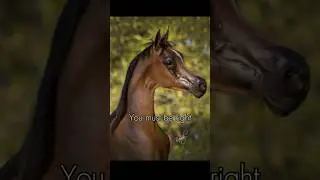 Overbreeding 🤢#equestrian #edit #horse #trending #viral #fypシ #abuse #stophorseabuse #arabian