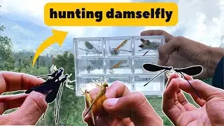 Damselfly Hunting: Insect Trap for Catching These Elusive Flyers!