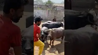 Yahan Har Roz Aisa Kaam Hota Hai Jis Ka Zikr Kam Log Karte Hain 😳 | Reality #baffalo #bull #cow #yt