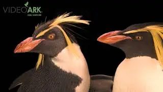 Two endangered northern rockhopper penguins (Eudyptes moseleyi) at the Calgary Zoo.