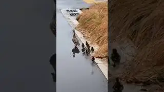 Poor Ducklings Fell in the Drain 🦆