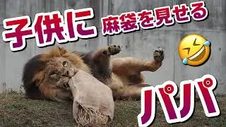 子供達に麻袋を見せるパパ【サービス精神満点のアースくん】 #のんほいパーク #シルク #三つ子 #ライオン #アース #旭山動物園 #桐生が岡動物園 #安佐動物園 #lion #イベント #麻袋