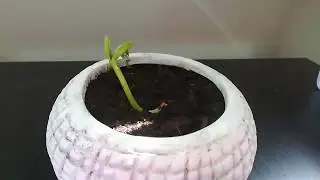 Time Lapse of plant Dwarf French Bean Sonesta first week
