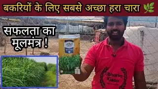 Bakri Ke Liye Best Hara Chara | Goat Farming Feeding Management In Hindi | Goat Farming