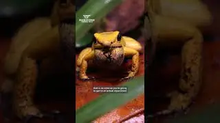 Studying poison frog evolution