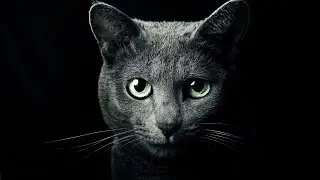Cat Sound Effect