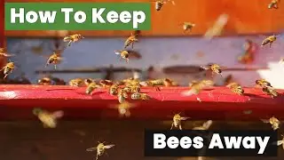How To Keep Bees Away From Your House Naturally and Easily