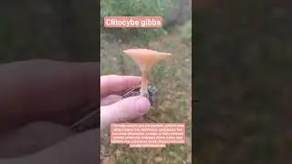Koca Huni Mantarı ,Clitocybe gibba,