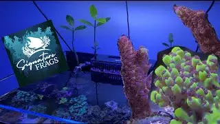 Waterbox 60.2 | 6 month tank introduction + signature frags coral unboxing
