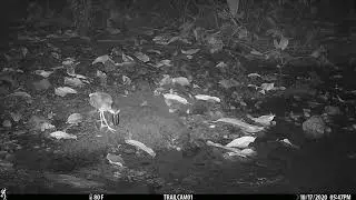 Boat-billed Heron hunting, captured on a camera trap in Drake Bay, Costa Rica - October 17, 2020