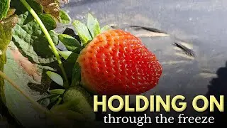 Cold Snap Raises Questions for Louisiana Spring Crops
