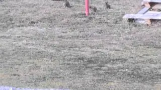 MAJANOS Y CONEJOS