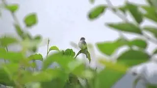 Least Flycatcher