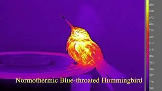 Examples of Sleeping and Torpid Hummingbirds