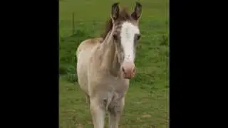 Benny's Banjo Man- Sabino Stud Colt For Sale