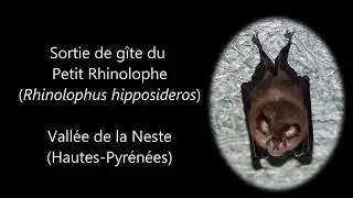 Sortie de g&icirc;te du Petit Rhinolophe (Rhinolophus hipposideros)