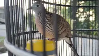 Calming Turtle Dove Sound for Relaxation & Focus | Natural Bird Call
