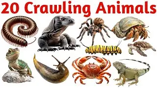 20 Crawling Animals for Kids | Learn Tiny Bugs Ground Creatures in English