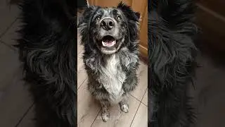 I Can&rsquo;t Help but Feel Happy Because of This Dog.
