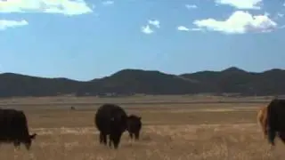 Built By The Commercial Cattleman