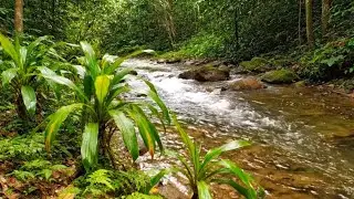 SOOTHING RIVER SOUNDS ASMR | RELAXING WATER FLOW FOR SLEEP, STUDY, AND INSOMNIA RELIEF