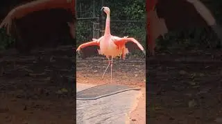 American Flamingo Opening Wings 🦩👑