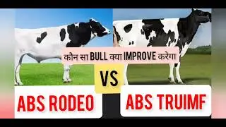 ABS RODEO VS  ABS TRUIMF 🐄WHICH BULL IS BETTER🐄USA IMPORTED HF BULLS🐄#mannfarms #breeding