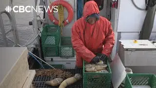China&rsquo;s new tariffs puts B.C. seafood industry in hot water