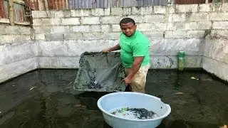 los 7 estanque de peces betta plakat m&aacute;s grande