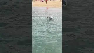 Gull Catching Fiah