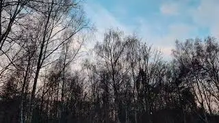 Birch Trees in Winter ❄️ | Distant Birds &ndash; Real Nature Sounds (No Music)