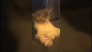 мем #кот #мем #мемы #со2 #котики #сша #тиктак #стандофф2
