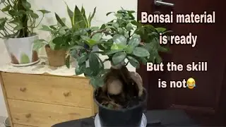 INDOOR BONSAI PLANT #bonsai #dubailife #ficusplant #indoorplants #grampzsports #ToGodBeTheGlory