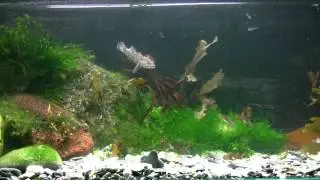 Giant Goby - maybe