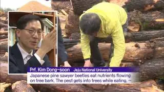 Pine Wilt Disease