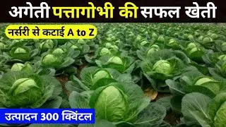 पत्तागोभी की खेती | patta gobhi ki kheti kaise Karen | cabbage farming in Hindi  | गोभी की खेती करे