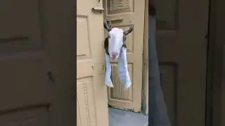 Bakra Eid Funny video|Bakra Eid 2022,😁😜