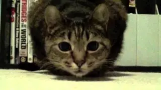 Tactical Attack Cat!!!
