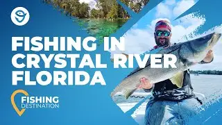 Crystal River Fishing: A Quick Guide