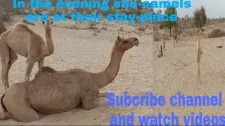 #Camel #Shecamel #Thardesert