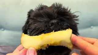 Dog Eating Apple ASMR 🍎 黒い犬がただただりんごを食べる動画【咀嚼音】