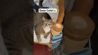 Adorable Tabby Cat❤️ #youtubeshorts #youtube
