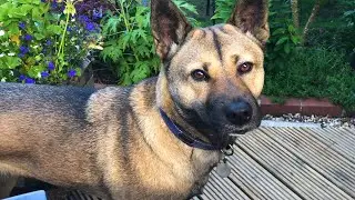 Rescued From A Dog Meat Farm - Nara's Story