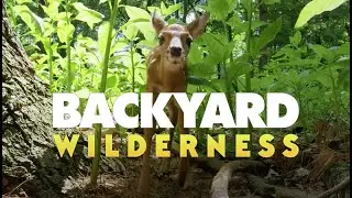 Backyard Wilderness | IMAX Trailer (2018)