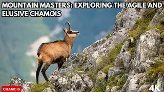 Mountain Masters: Exploring the Agile and Elusive Chamois