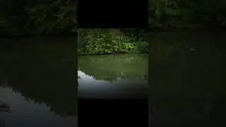 #fishing #shortvideo #рыбалка #spinfishing #щука #вечер