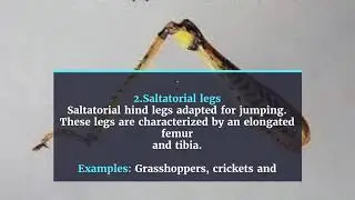 Types of insect legs
