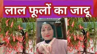 Firecracker Plant ।। फायर क्रैकर प्लांट में फूल कैसे लाएं।। फायर क्रैकर प्लांट क्यों सूखता है।
