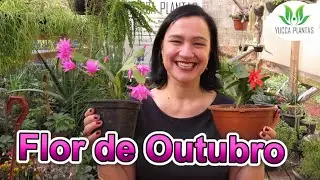 Flor de Outubro - Como cuidar e como ter lindas flores!