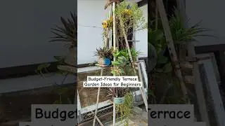 Affordable Terrace Garden Ideas on a Budget!